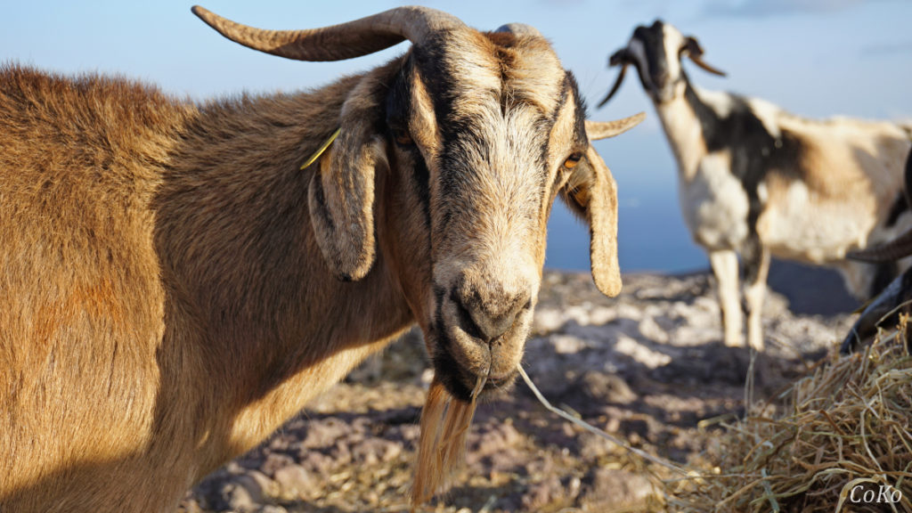 Cabras/Ziegen von Lanzarote